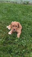 Brooklyn , a female Cavapoo for sale in Sugarcreek, OH – 3 of 8