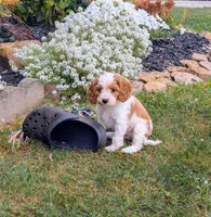 Princess , a female Cavapoo for sale in Sugarcreek, OH – 6 of 6