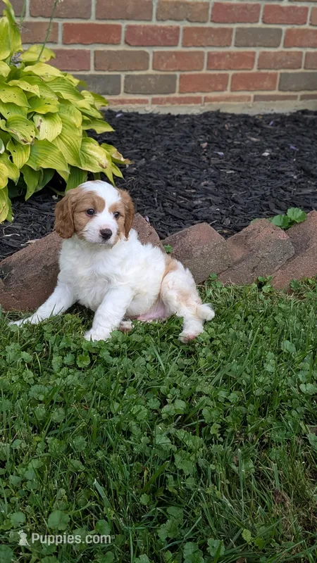Benji – Cavapoo puppy for sale in Sugarcreek, OH