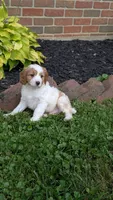 Benji, a male Cavapoo for sale in Sugarcreek, OH – 1 of 8
