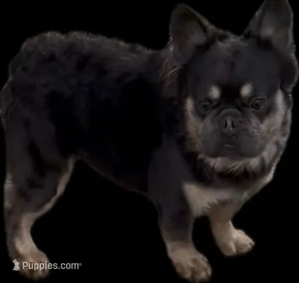 Fonz – French Bulldog puppy for sale in Bronx, NY