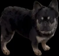 Fonz, a male French Bulldog for sale in Bronx, NY – 1 of 2
