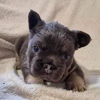 Fonz, a male French Bulldog for sale in Bronx, NY – Photo 1 of 2