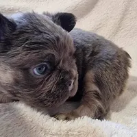 Fonz, a male French Bulldog for sale in Bronx, NY – Photo 2 of 2