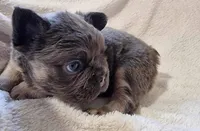 Fonz, a male French Bulldog for sale in Bronx, NY – Photo 2 of 2