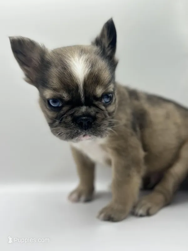 Han Solo  – French Bulldog puppy for sale in Bronx, NY