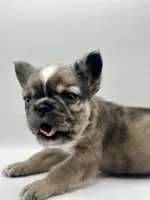 Han Solo , a male French Bulldog for sale in Bronx, NY – Photo 4 of 5