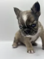 Han Solo , a male French Bulldog for sale in Bronx, NY – Photo 2 of 5