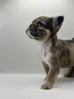 Han Solo , a male French Bulldog for sale in Bronx, NY – Photo 3 of 5