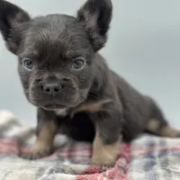 Aspen, a male French Bulldog for sale in Bronx, NY – Photo 4 of 4