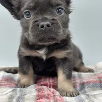 Aspen, a male French Bulldog for sale in Bronx, NY – Photo 1 of 4