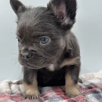 Aspen, a male French Bulldog for sale in Bronx, NY – Photo 2 of 4