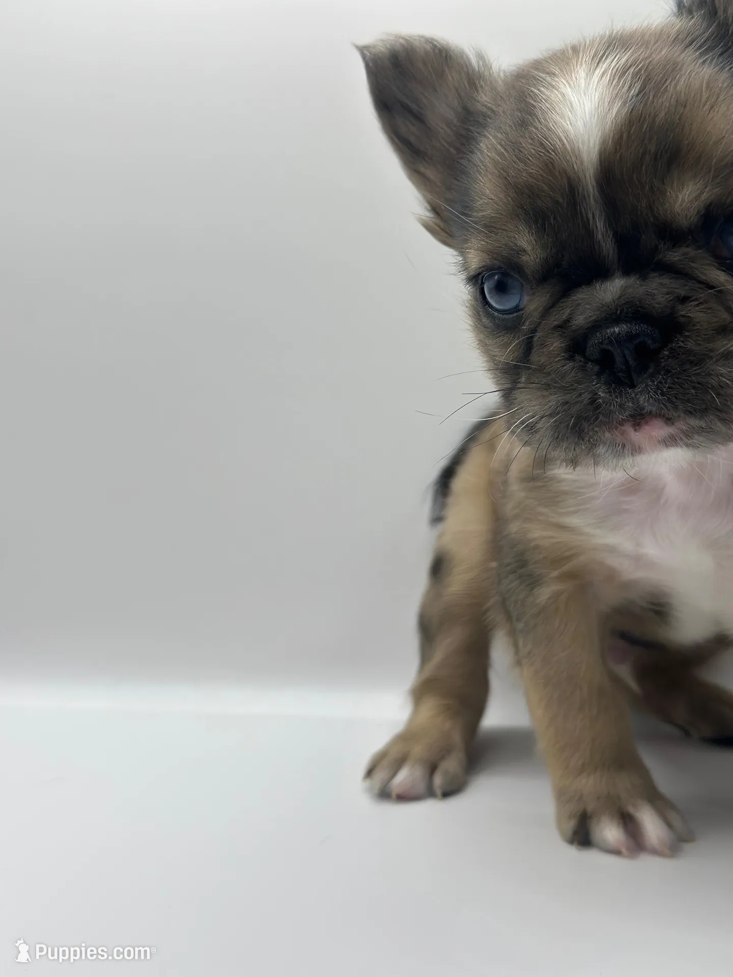 Han Solo , a male French Bulldog for sale in Bronx, NY – Photo 5 of 5