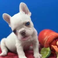 Prince Charles, a male French Bulldog for sale in Bronx, NY – Photo 2 of 6