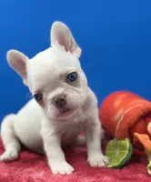 Prince Charles, a male French Bulldog for sale in Bronx, NY – Photo 2 of 6