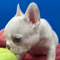 Prince Charles, a male French Bulldog for sale in Bronx, NY – Photo 6 of 6