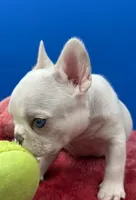 Prince Charles, a male French Bulldog for sale in Bronx, NY – Photo 6 of 6