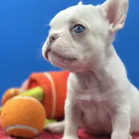 Prince Charles, a male French Bulldog for sale in Bronx, NY – Photo 3 of 6