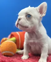 Prince Charles, a male French Bulldog for sale in Bronx, NY – Photo 3 of 6