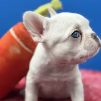 Prince Charles, a male French Bulldog for sale in Bronx, NY – Photo 5 of 6