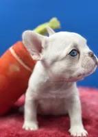 Prince Charles, a male French Bulldog for sale in Bronx, NY – Photo 5 of 6