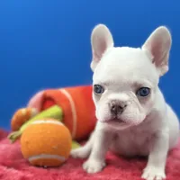 Prince Charles, a male French Bulldog for sale in Bronx, NY – Photo 4 of 6