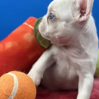 Prince Charles, a male French Bulldog for sale in Bronx, NY – Photo 1 of 6