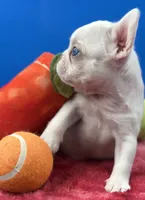 Prince Charles, a male French Bulldog for sale in Bronx, NY – Photo 1 of 6