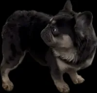 Fonz, a male French Bulldog for sale in Bronx, NY – 2 of 2
