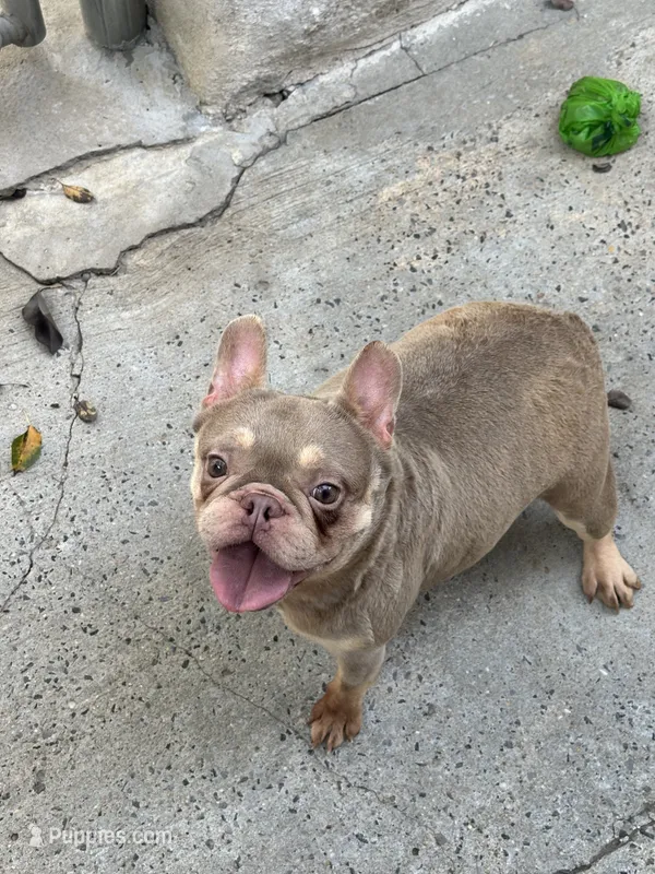 Storm  – French Bulldog puppy for sale in Bronx, NY