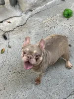 Storm , a female French Bulldog for sale in Bronx, NY – 1 of 2