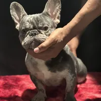 Loui, a male French Bulldog for sale in Bronx, NY – Photo 2 of 4