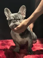 Loui, a male French Bulldog for sale in Bronx, NY – Photo 2 of 4