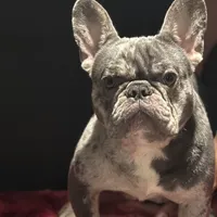 Loui, a male French Bulldog for sale in Bronx, NY – Photo 3 of 4