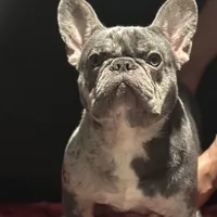 Loui, a male French Bulldog for sale in Bronx, NY – Photo 4 of 4