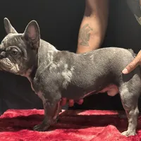 Loui, a male French Bulldog for sale in Bronx, NY – Photo 1 of 4