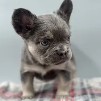 Elizabeth, a female French Bulldog for sale in Bronx, NY – Photo 1 of 4