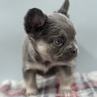 Elizabeth, a female French Bulldog for sale in Bronx, NY – Photo 3 of 4