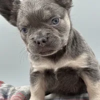 Elizabeth, a female French Bulldog for sale in Bronx, NY – Photo 2 of 4