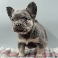Elizabeth, a female French Bulldog for sale in Bronx, NY – Photo 4 of 4
