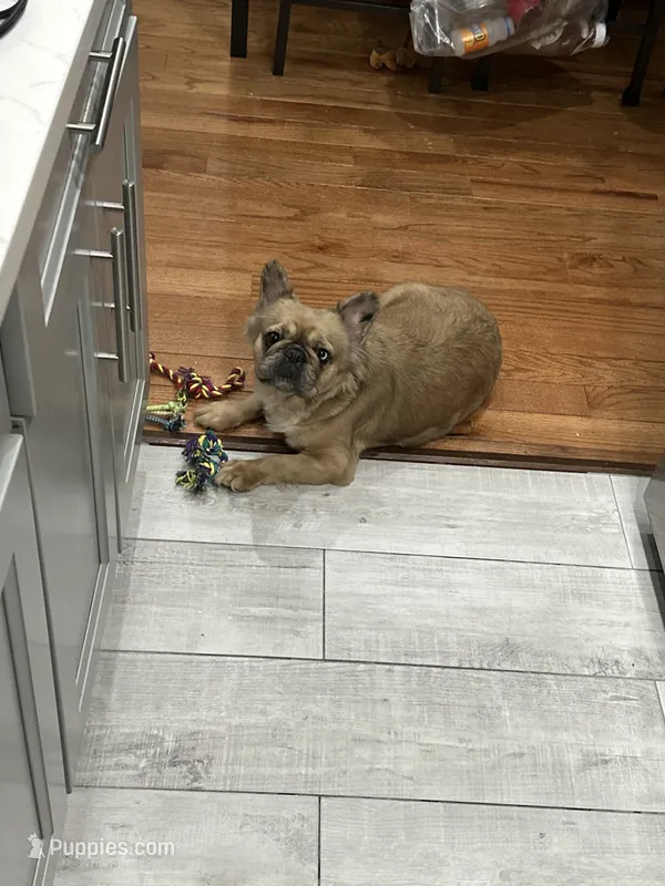 Le le  – French Bulldog puppy for sale in Bronx, NY