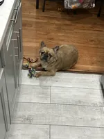 Le le , a female French Bulldog for sale in Bronx, NY – 1 of 1