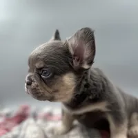 Everest, a male French Bulldog for sale in Bronx, NY – Photo 4 of 5