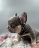 Everest, a male French Bulldog for sale in Bronx, NY – Photo 4 of 5