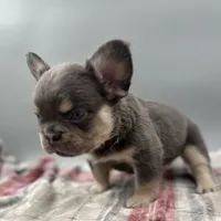 Everest, a male French Bulldog for sale in Bronx, NY – Photo 2 of 5