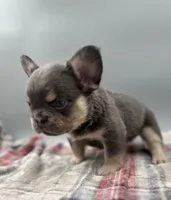 Everest, a male French Bulldog for sale in Bronx, NY – Photo 2 of 5