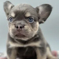 Everest, a male French Bulldog for sale in Bronx, NY – Photo 1 of 5