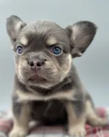 Everest, a male French Bulldog for sale in Bronx, NY – Photo 1 of 5