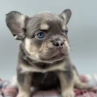 Everest, a male French Bulldog for sale in Bronx, NY – Photo 3 of 5