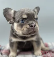 Everest, a male French Bulldog for sale in Bronx, NY – Photo 3 of 5